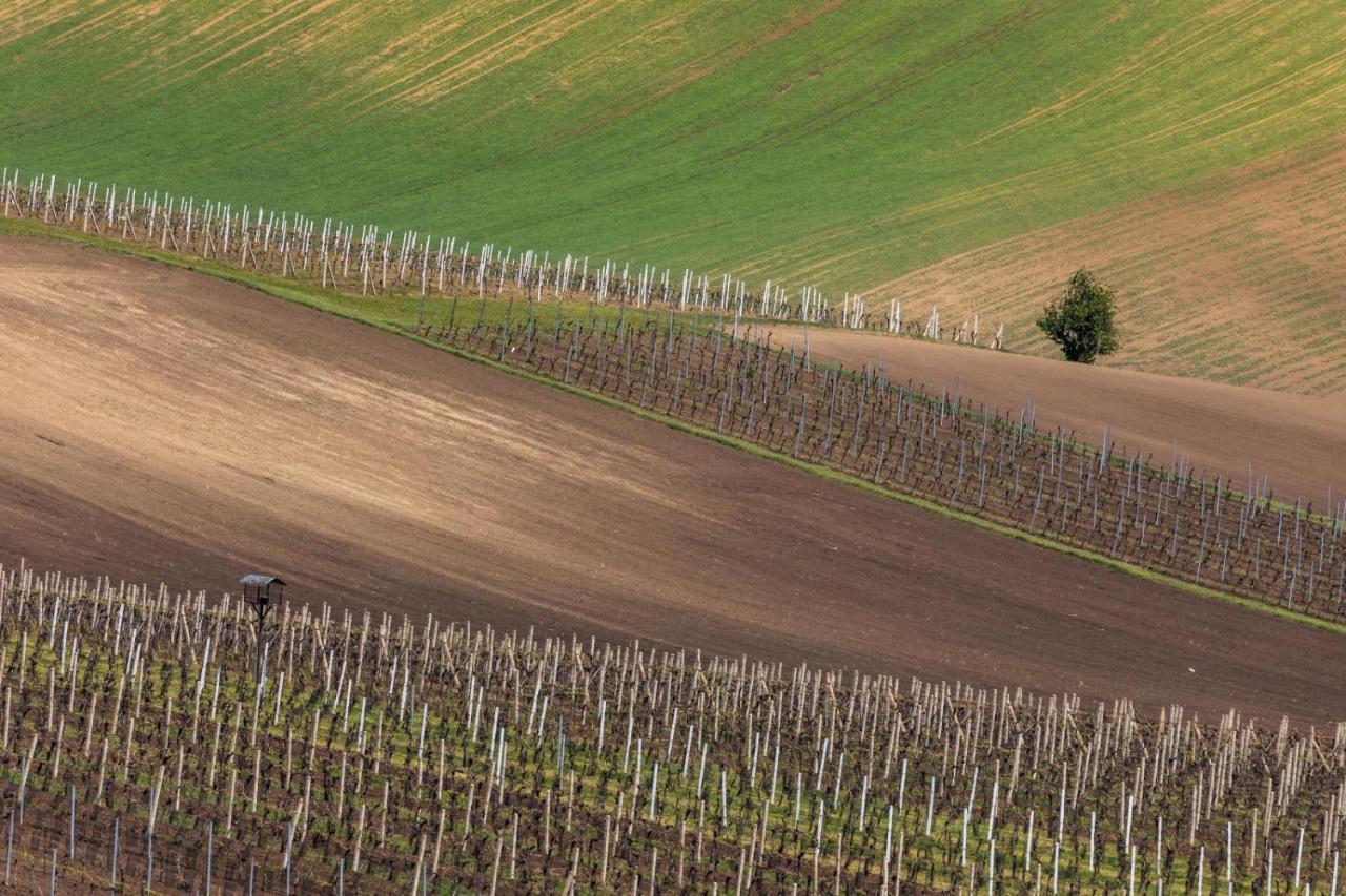 Vinoza - Ubytovani A Vinny Sklep Velke Bilovice Rulandova Exterior photo
