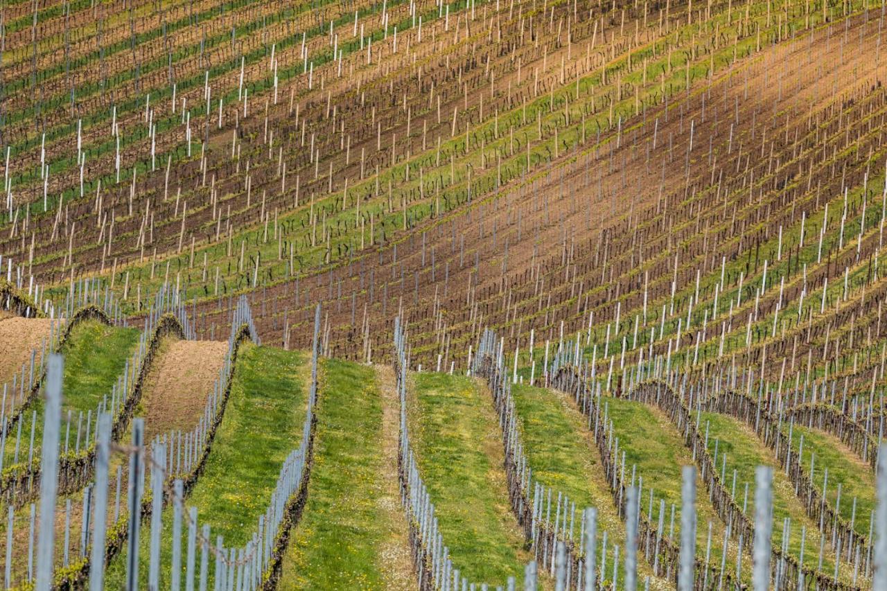 Vinoza - Ubytovani A Vinny Sklep Velke Bilovice Rulandova Exterior photo